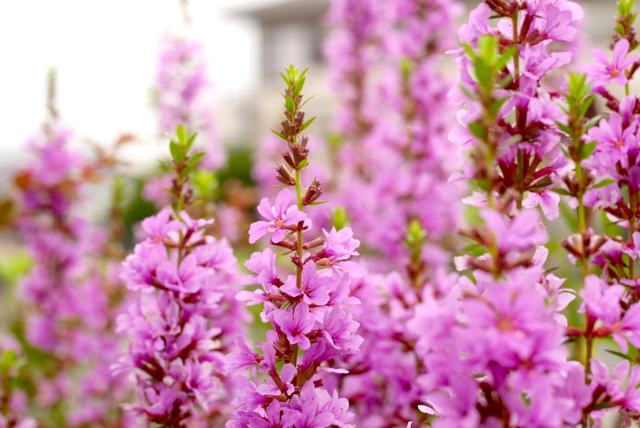 flower-image